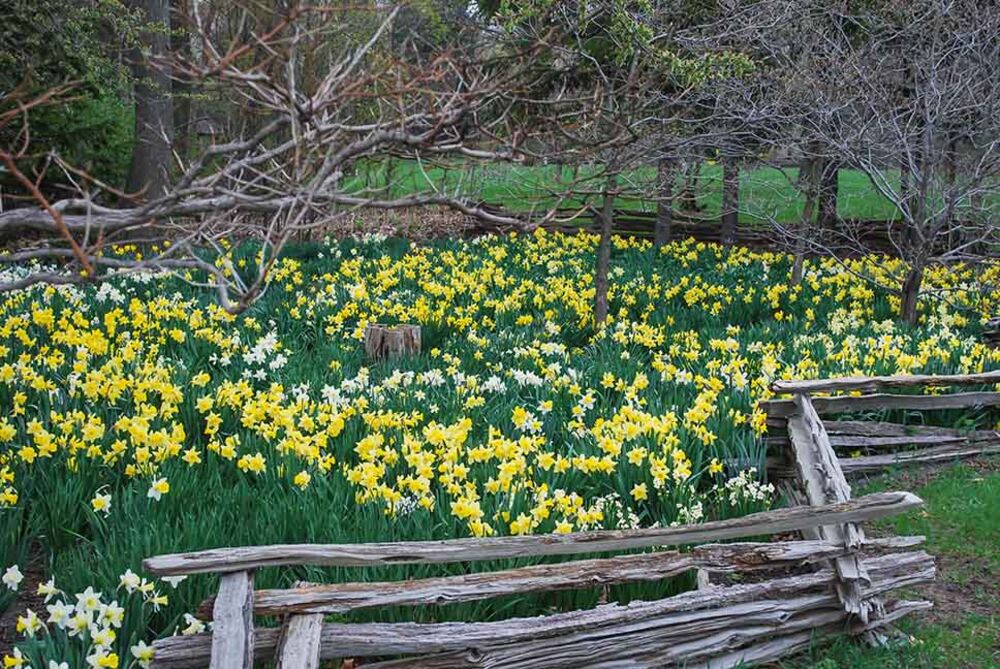 Narsissilajitelma Naturalizing Meadow