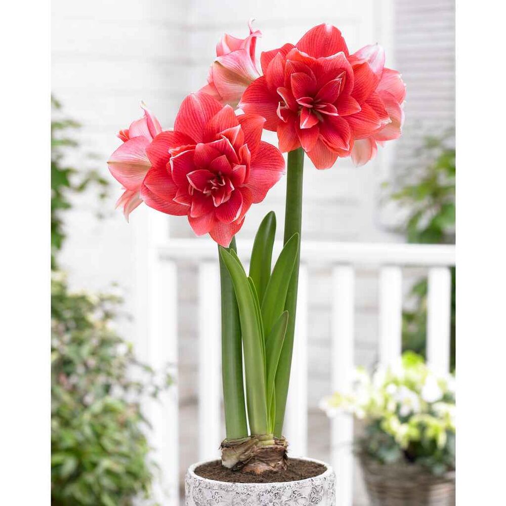 Amaryllis kerrottu Double Dream