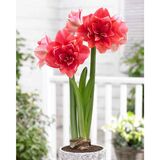 Amaryllis kerrottukukkainen 'Double Dream'