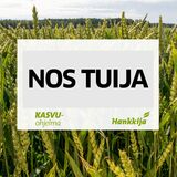 NOS Tuija syysvehnä kemiallisesti peitattu 800 kg