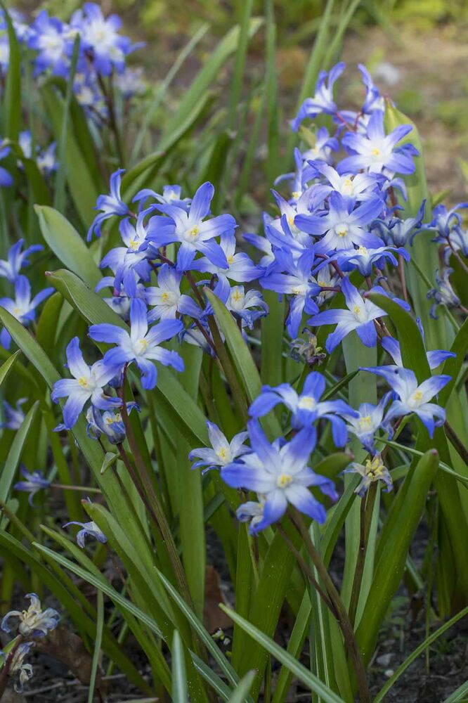 Kirjokevättähti Chionodoxa Forbesii