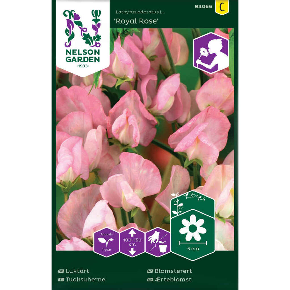 Tuoksuherne Royal Rose