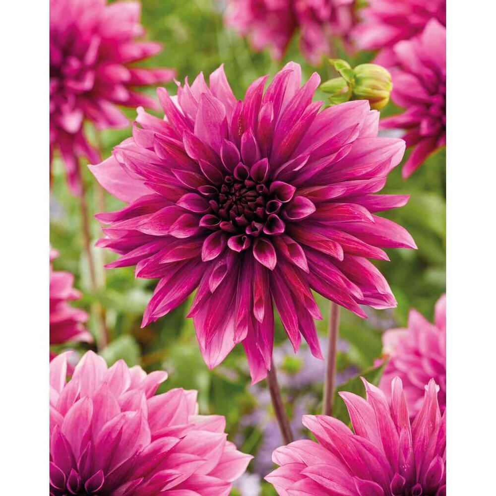 daalia 'Tanita'