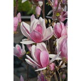 Magnolia Satisfaction, astiakoko 3L