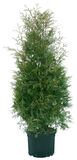 Kartiotuija Brabant 80-100 cm, astiataimi