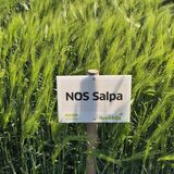 NOS Salpa siemenohra kemiallisesti peitattu 500 kg