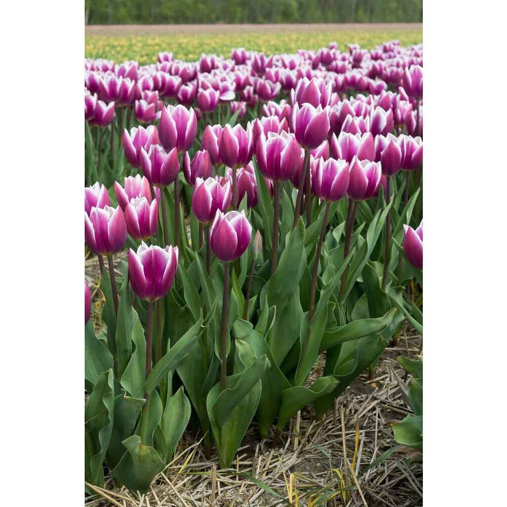 Tulppaani Synaeda Blue, 50 sipulia/pussi