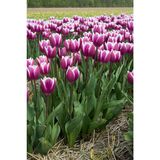 Tulppaani Synaeda Blue, 50 sipulia/pussi