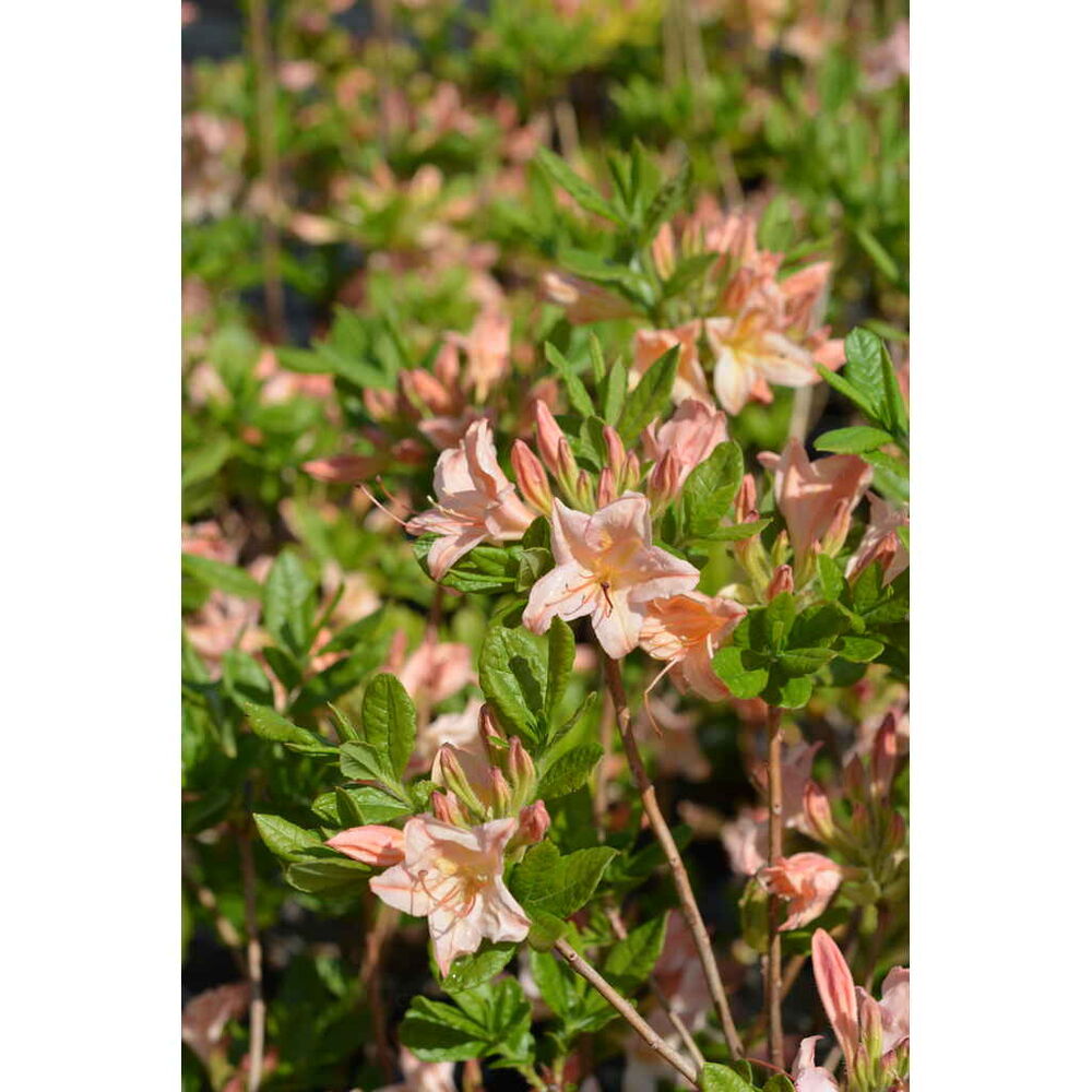 Atsalea 'Chanel'