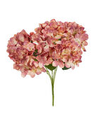 Hortensia vanha rosa 48 cm