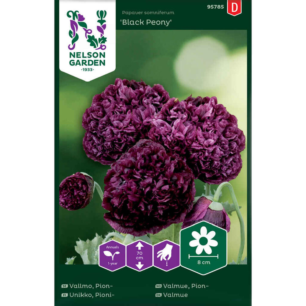 Pioniunikko Black Peony