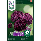 Pioniunikko, 'Black Peony'