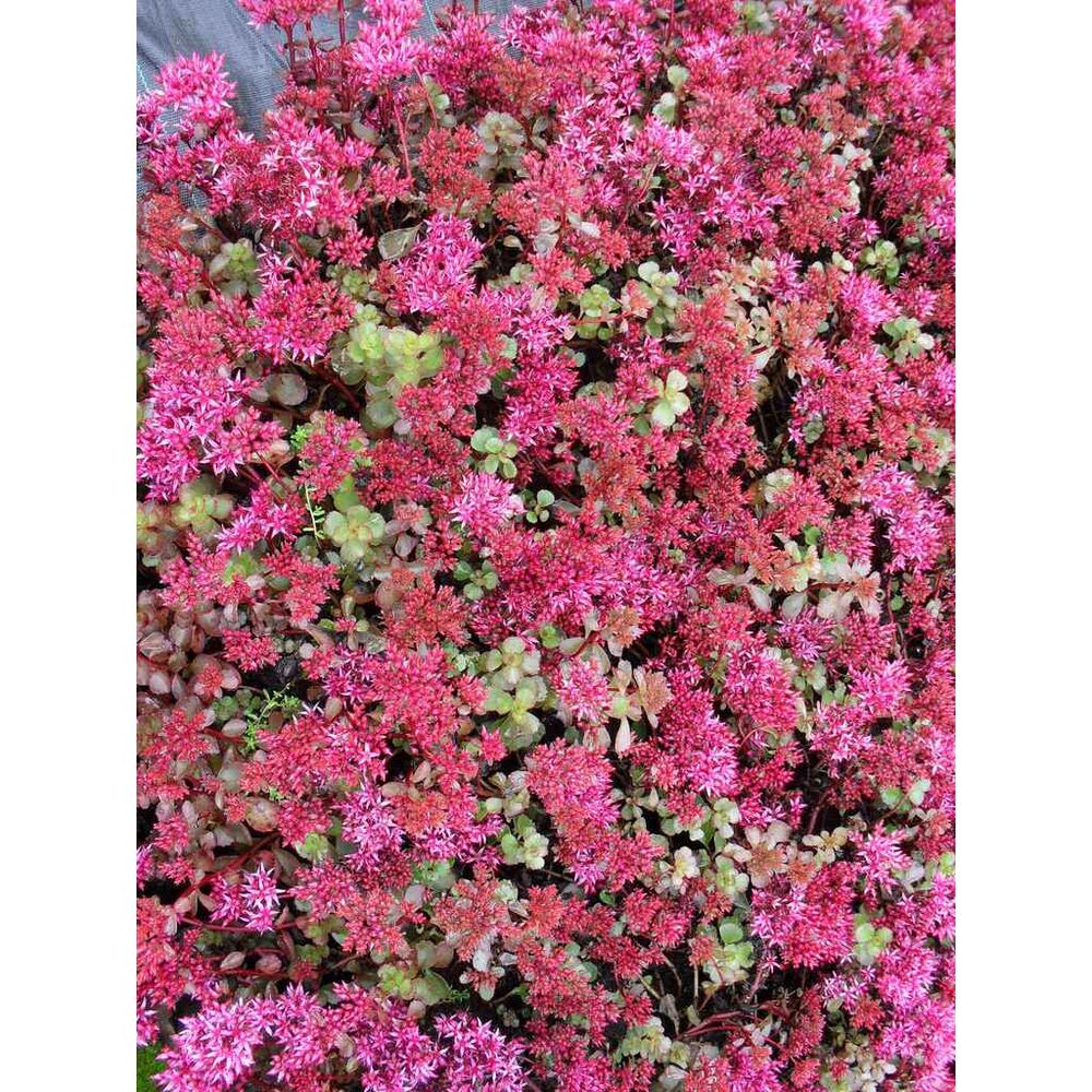 Kaukaasianmaksaruoho 'Summer Glory'