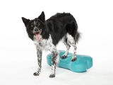 FitPAWS K9FITbone Tasapainoalusta koiralle, medium