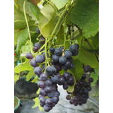Viiniköynnös Mars Seedless, astiakoko 2L