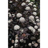Purppuraheisiangervo Diabolo, astiakoko 7,5L