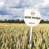 BOR Helga kevätvehnä kemiallisesti peitattu 800 kg