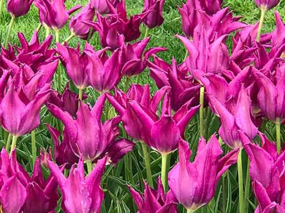 Tulppaani Purple Dream, 50 sipulia/pussi
