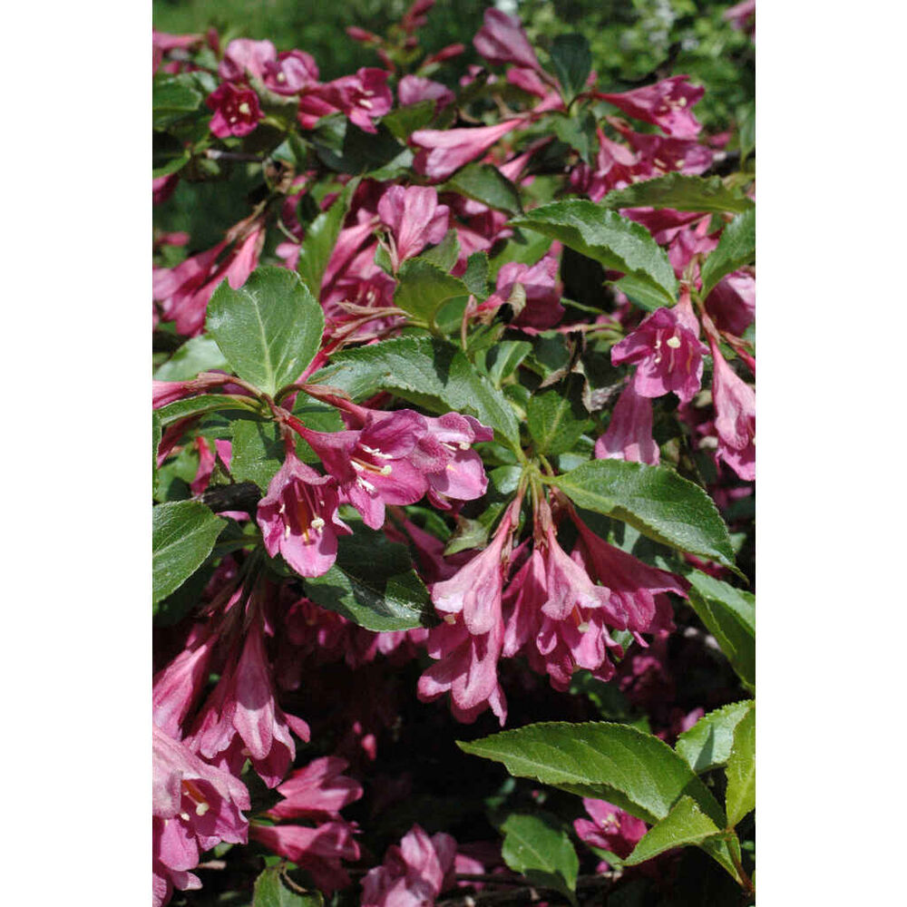 Tarhakotakuusama 'Korea'