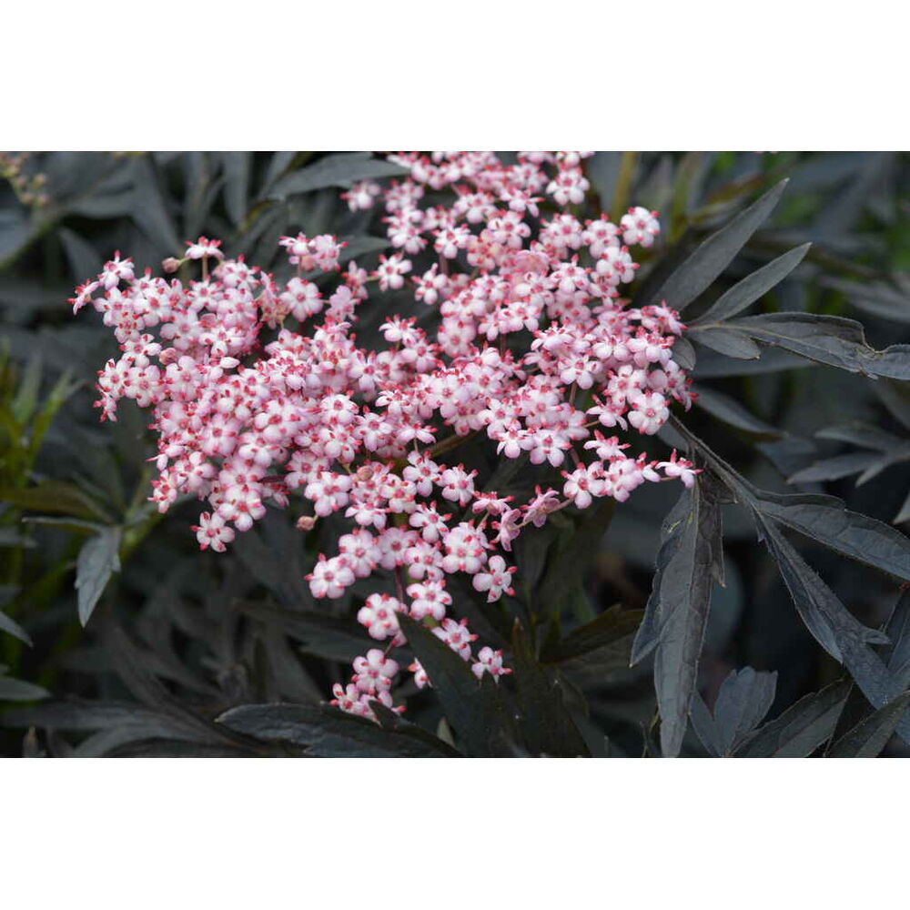 Mustaselja 'Cherry Lace'