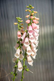 Rohtosormustinkukka 'Apricot'