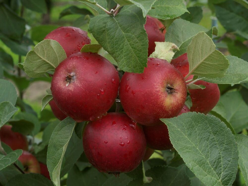 Omenapuu 'Petteri'