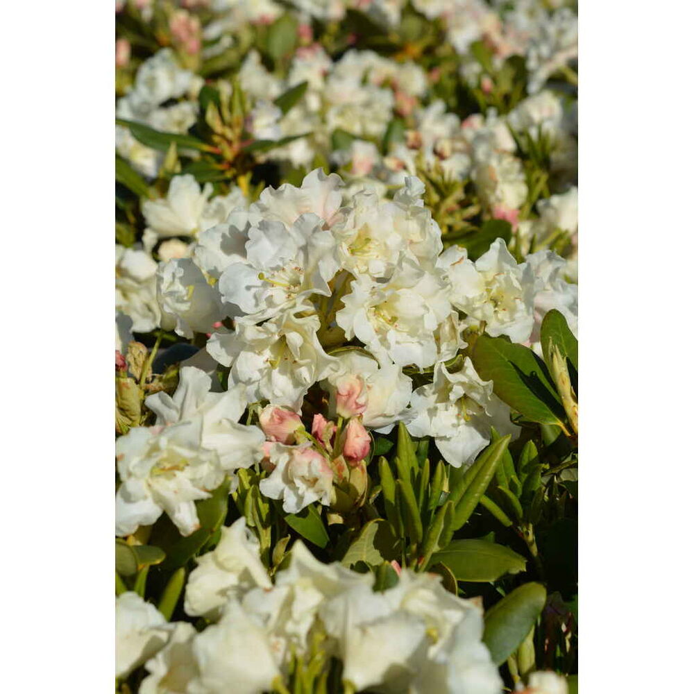 alppiruusu 'Nikodemus'