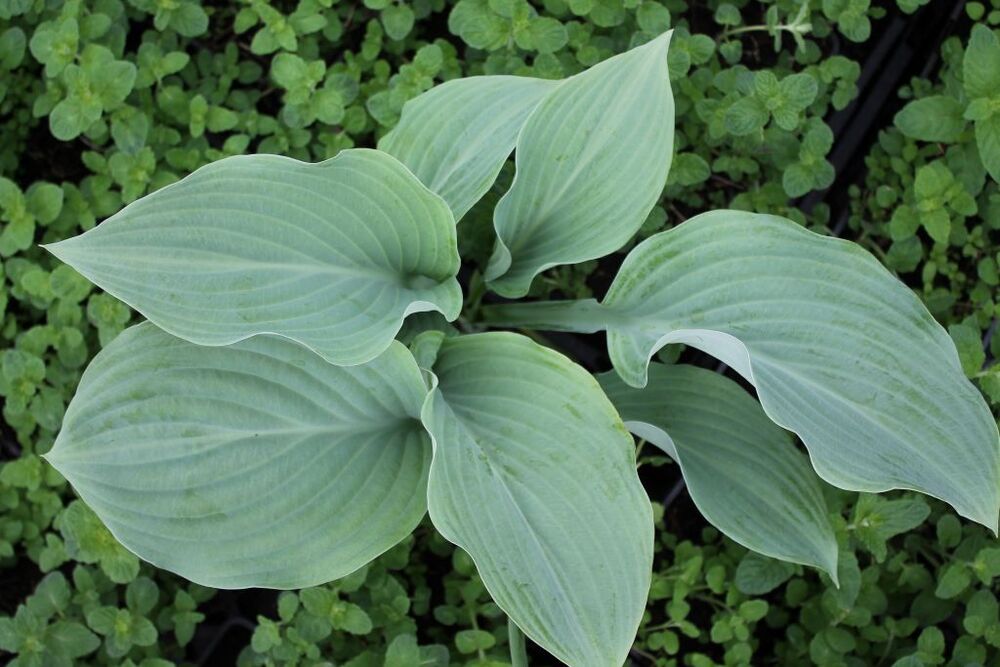 Sinikuunlilja 'Blue Angel'