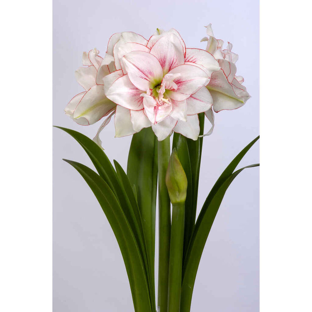 Amaryllis kerrottukukkainen Elvas
