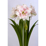 Amaryllis kerrottukukkainen 'Elvas'