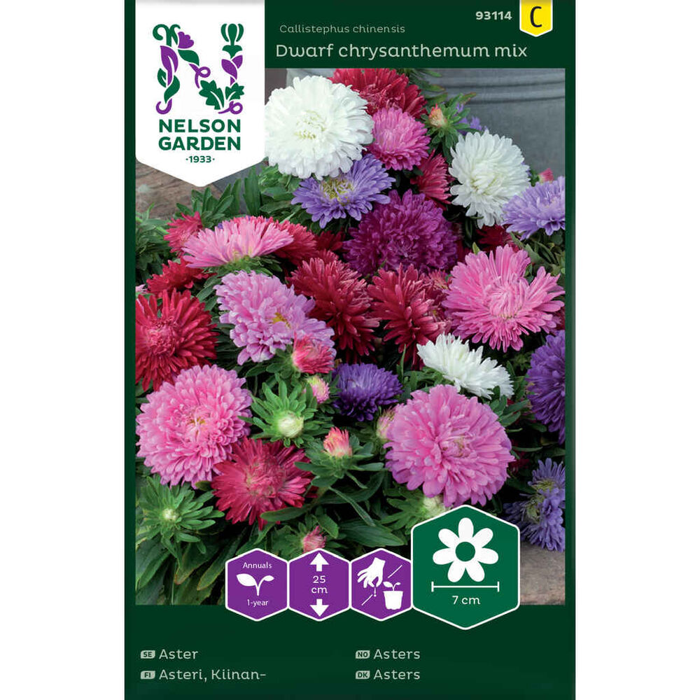 Kiinanasteri Dwarf chrysanthemum seos