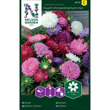 Kiinanasteri, Dwarf chrysanthemum, seos