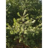 Strobusmänty, myyntikorkeus 30-40 cm, astiakoko 3L