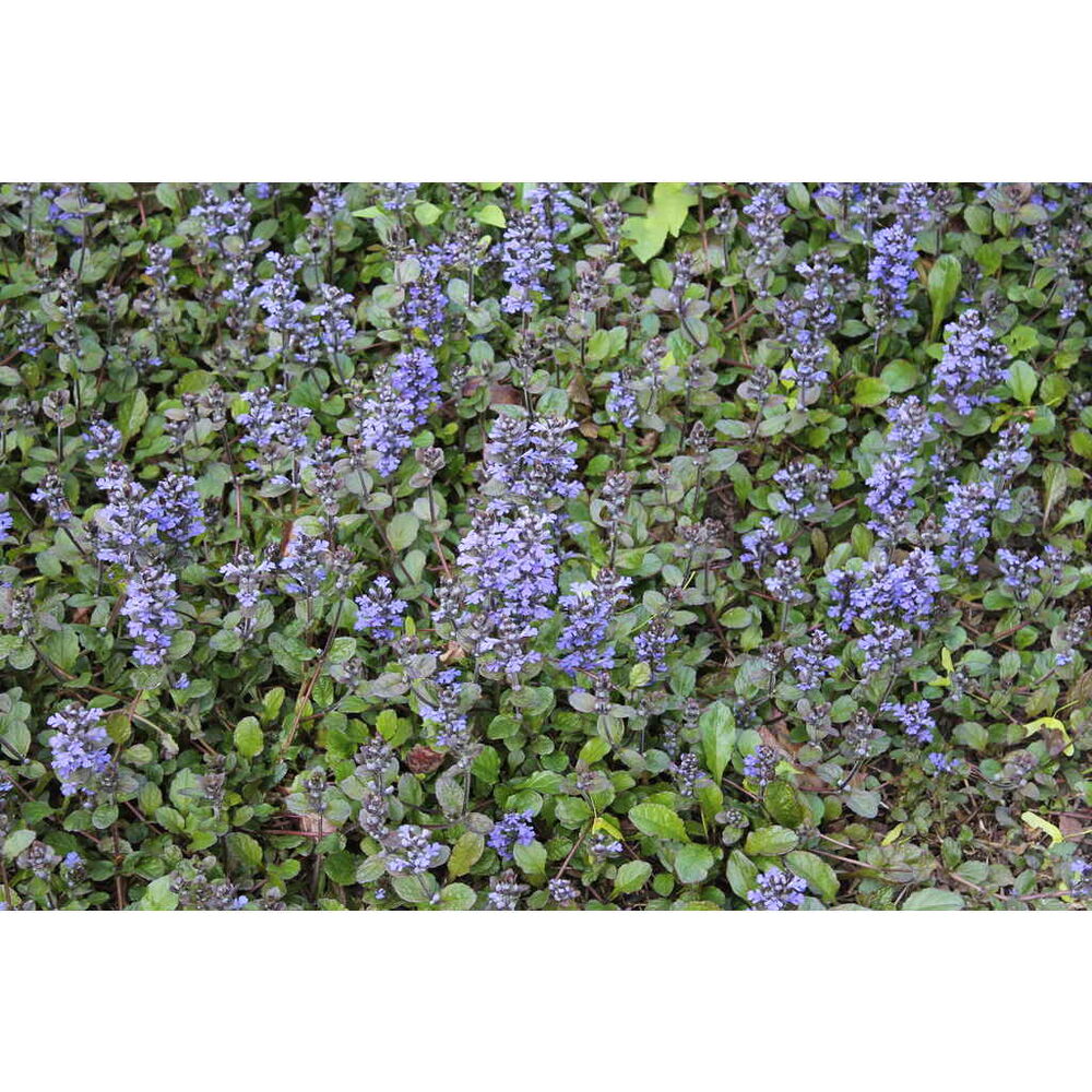 Rönsyakankaali 'Atropurpurea'