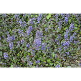 Rönsyakankaali Atropurpurea