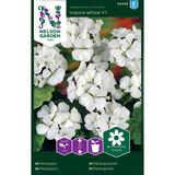 Pelargoni, 'Inspire White' F1