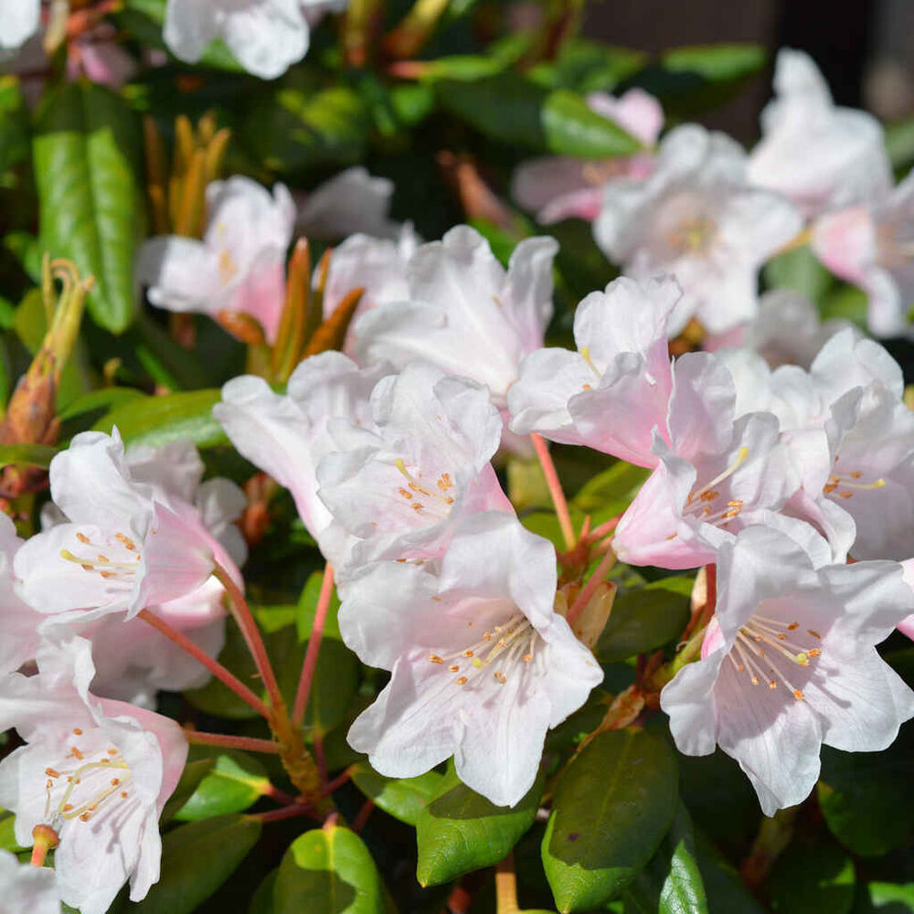 Alppiruusu 'Kaino'