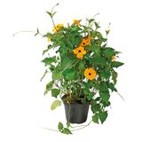 Mustasilmäsusanna 17 cm ruukussa