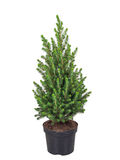 Kartiovalkokuusi Conica 70-80 cm