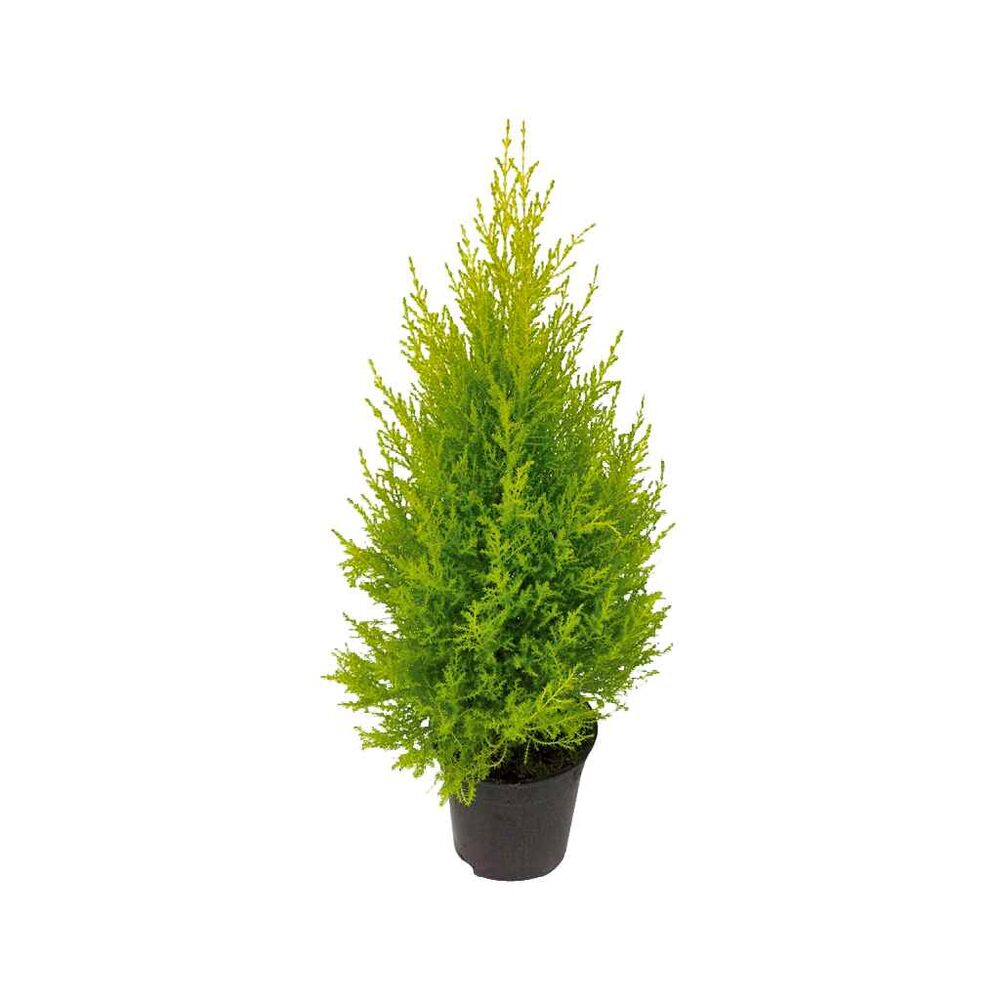 Kultasypressi