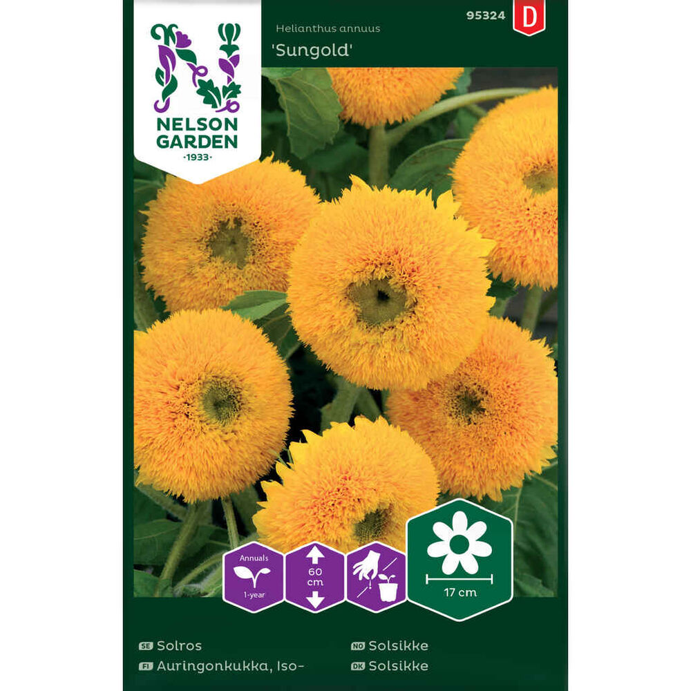 Isoauringonkukka Sungold