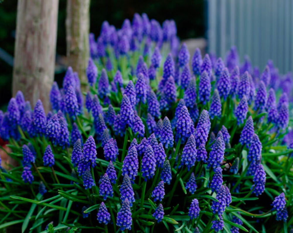 Tummahelmililja Muscari Armeniacum