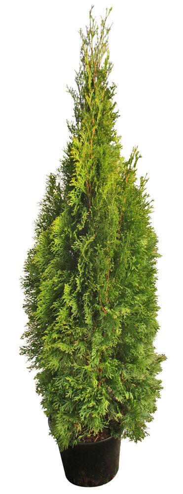 Timanttituija Smaragd 80-100 cm