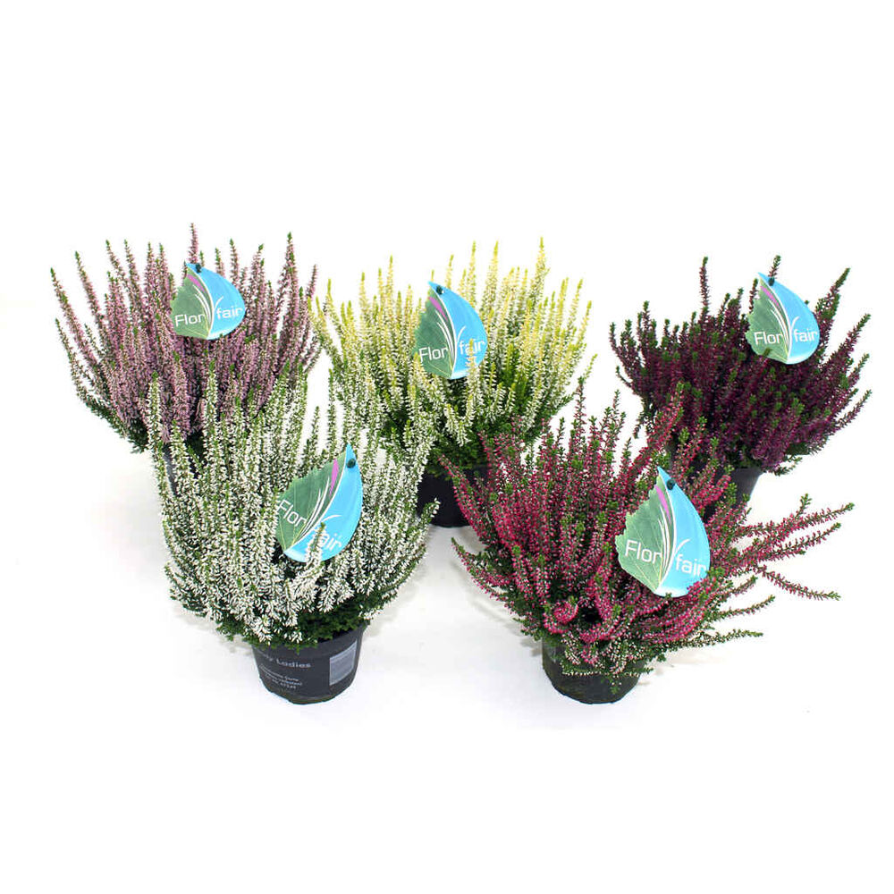 Calluna Beauty Lady