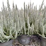 Calluna Fluffy 12 cm