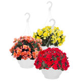 Begonia-amppeli 25 cm