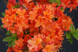Revontuliatsalea Mandarin Lights, astiakoko 3L