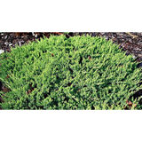 Harokataja Nana, myyntileveys 25-30 cm