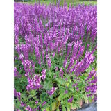 Loistosalvia Rose Queen