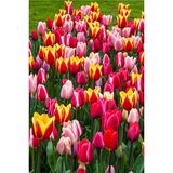 Tulppaanilajitelma Long Lasting Giants, 50 sipulia/pussi
